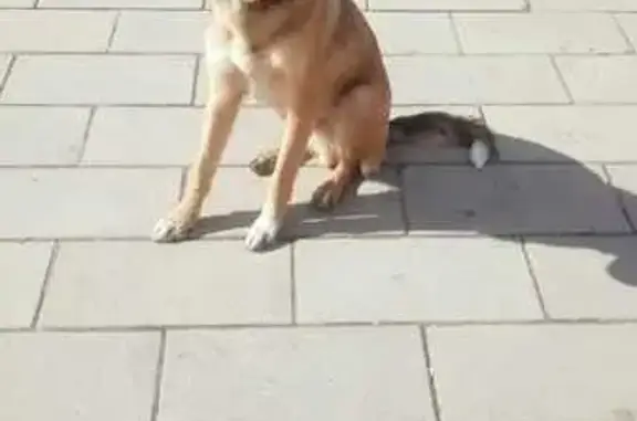 Найдена собака, Волгоград, фото: Найден собака, Рабоче-Крестьянская улица, 2/3, Волгоград - рыжий стройный кобель