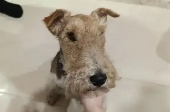 Найденные животные Тула, фото: Найдена собака, улица Фрунзе, 29, Тула - фокстерьер