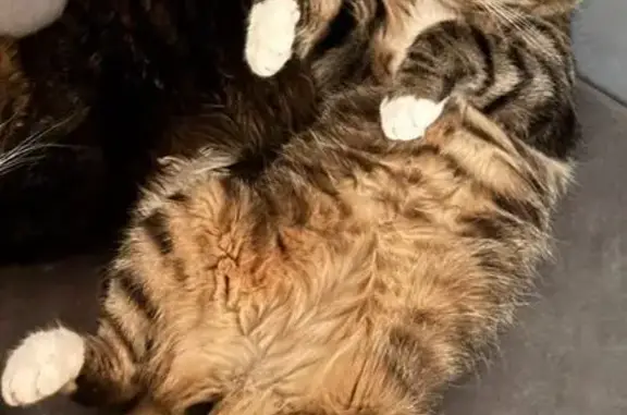 Пропал кот, бульвар 50-летия Комсомола, Воскресенск - полосы как у тигра - photo