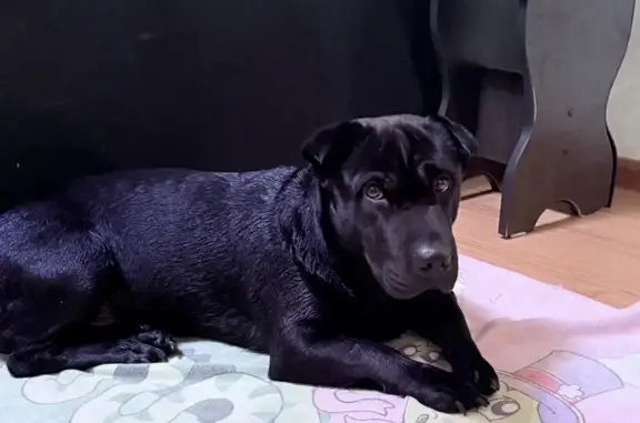 Объявления о пропавших и найденных животных, Пермь, фото: Найден собака, улица Сигаева, 4, Пермь - черный кобель, метис шарпея