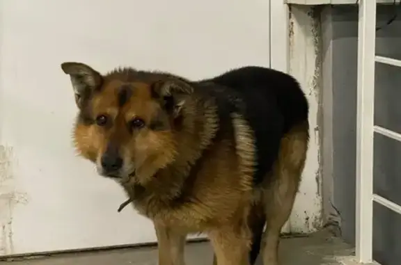 Объявления о пропавших и найденных животных, Самара, фото: Найдена собака, Южное шоссе, 3А, Самара - ждёт у двери магазина