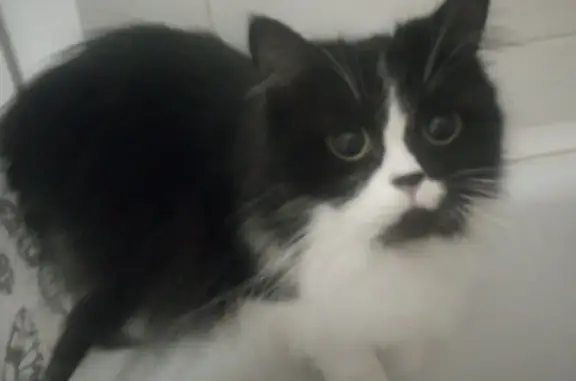 Пропала кошка, улица Артюхиной, Москва - черно-белый окрас, длинные усы - photo