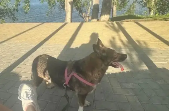 Собаки потеряшки, Челябинск, фото: Потеряшка собака, Конармейский переулок, 7, Челябинск - старенькая, глаза белые