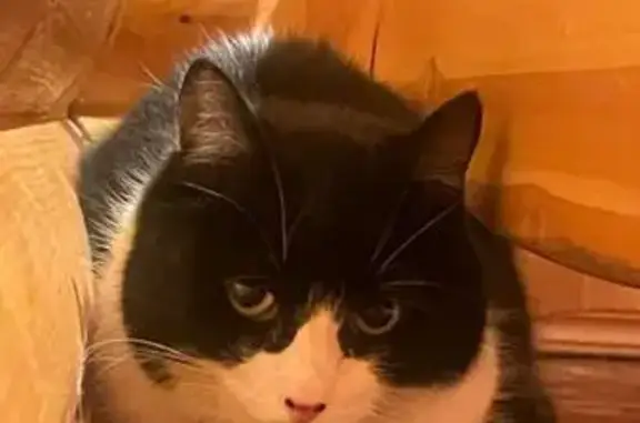 Кошки потеряшки, Колосково, фото: Потеряшка кот, Октябрьский переулок, 4, Колосково - чёрно-белый, откликается на Василия
