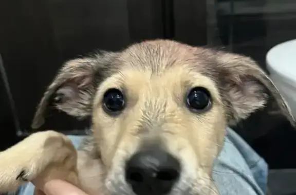 Найдена собака, Нижний Новгород, фото: Найден собака, улица Героя Самочкина, 29/2, Нижний Новгород - дворняжка с пятнышком на голове