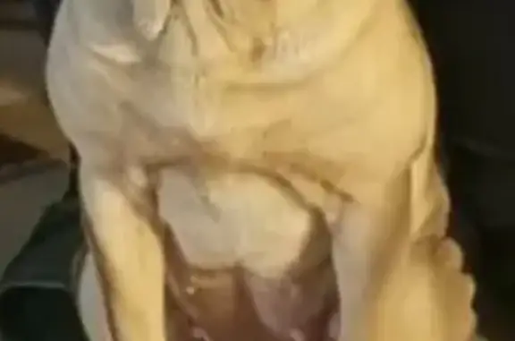 Пропала собака, Образцовая улица, 2, Волжский - рыжая порода шарпей - photo