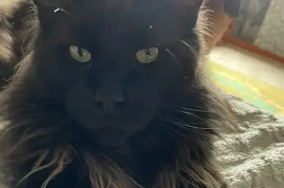 Пропала кошка, улица Фисунова, 45, Шахты - мейн-кун, чёрный окрас - photo