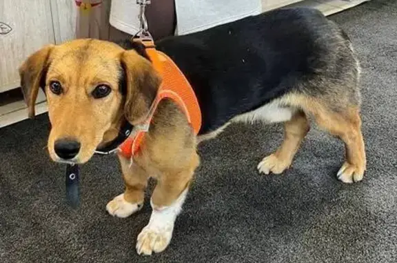 Найдена собака, Санкт-Петербург, фото: Найден собака, мужской, Гончарная улица, 7, Санкт-Петербург - чепрак в чёрном ошейнике