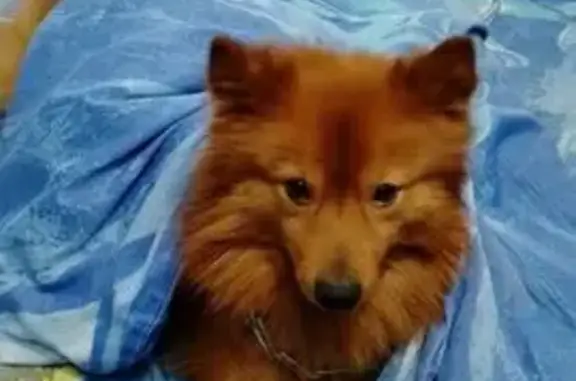 Потерянные животные Северодвинск, фото: Пропал собака, улица Мира, 18, Северодвинск - рыжий с поводком