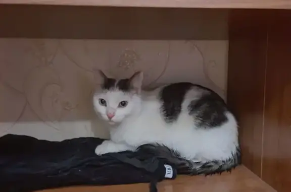 Найдена кошка, Парголово, фото: Найдена кошка, улица Ломоносова, 83, Парголово - белая с тёмно-серыми пятнами