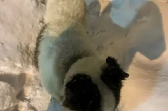 Найдена собака, Мытищи, фото: Найден собака, мужской, улица Селезнёва, Мытищи - милый и неагрессивный, кожаный ошейник