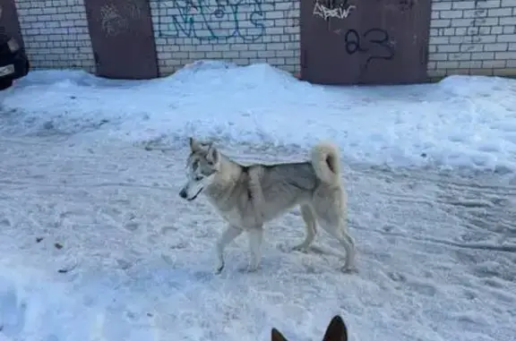 Объявления о пропавших и найденных животных, Воронеж, фото: Найдена собака, улица Шишкова, 107, Воронеж - хаски с голубыми глазами