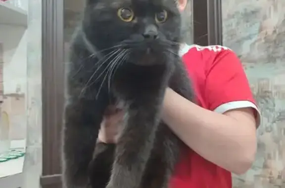 Найденные животные Тверь, фото: Найдена кошка, Зелёный проезд, 45 к8, Тверь - огромная чёрная и ласковая