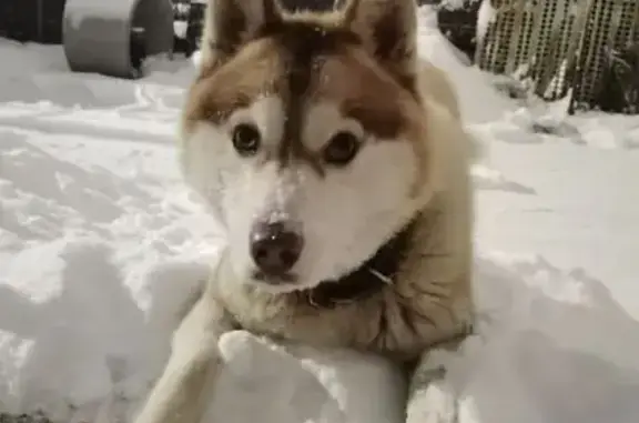 Пропала собака, Малоэтажная улица, 49, Нижний Новгород - бело-коричневая хаски - photo