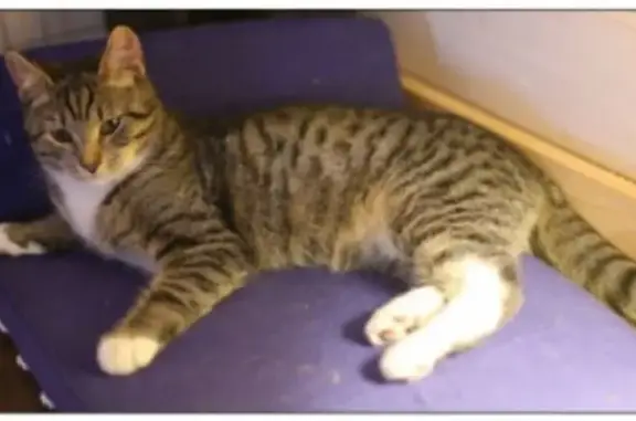 Кошки потеряшки, Санкт-Петербург, фото: Потеряшка кот, Наличная улица, 36 к5, Санкт-Петербург - полосатый с белыми грудкой и лапками