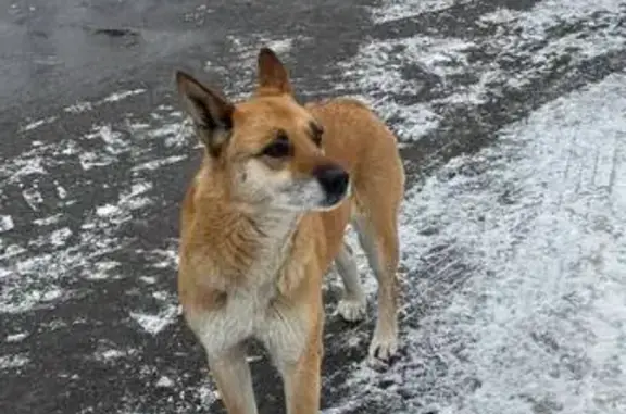 Найденные животные Новинки, фото: Найден собака, мужской, 46К-9666, Новинки - кастрирован и чипирован