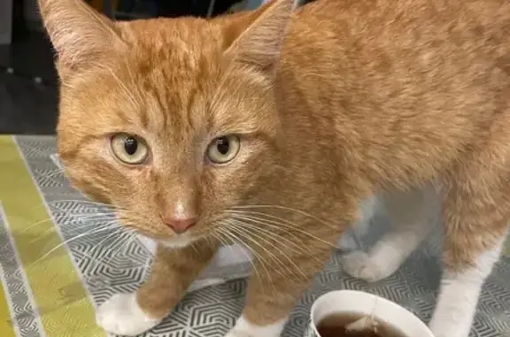 Пропал кот, Крутоовражный проезд, Тула - рыжий с белым пятнышком на носу - photo