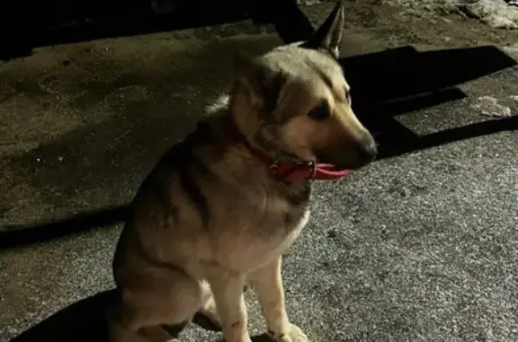 Найдена собака, Каргашиново, фото: Найдена собака, Каргашиново, Московская область - яркий красный ошейник