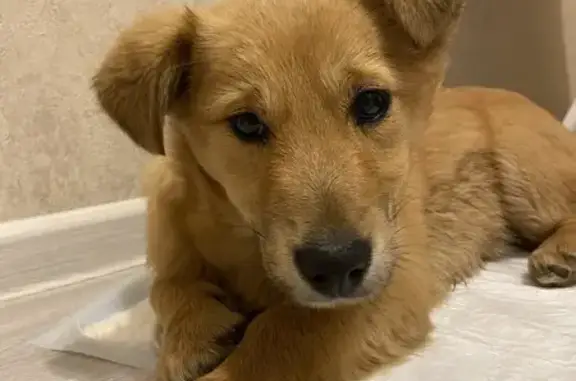 Найдена собака, Тамбов, фото: Найдена собака, Сабуровская улица, 2В, городской округ Тамбов - девочка, домашняя