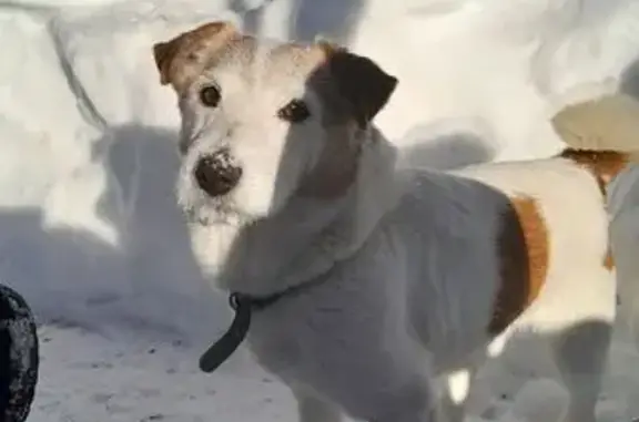 Пропал собака, мужской, Поддубный переулок, 3, Тула - похож на джек рассела - photo
