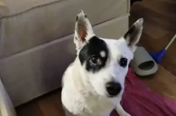 Найдена собака, Екатеринбург, фото: Найден собака, мужской, улица Баумана, Екатеринбург - дружелюбный, без ошейника