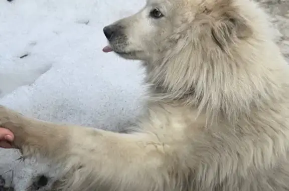 Объявления о пропавших и найденных животных, Липецк, фото: Найдена собака, женский пол, улица 30 лет Октября, 9, Липецк - знает команды
