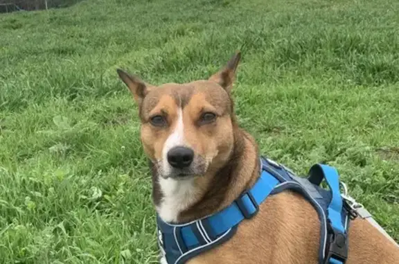 Пропала собака, улица Героя Аверкиева, 34, Краснодар - рыжая с белыми пятнами - photo