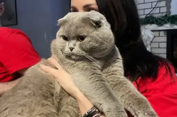 Кошки потеряшки, Зеленоградск, фото: Потеряшка кот, Ленинградская улица, 8, Зеленоградск - вислоухий британец