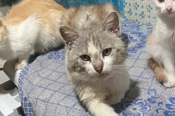 Пропал кот, улица 169-й Стрелковой Дивизии, Навля - серый с белым - photo