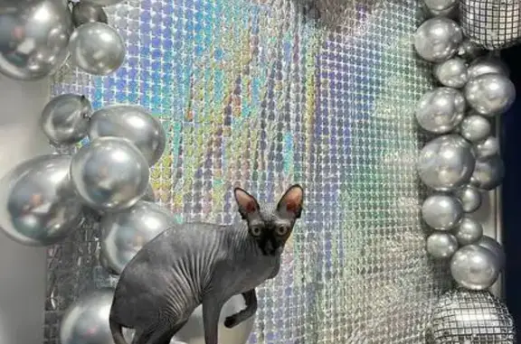 Кошки потеряшки, Санкт-Петербург, фото: Потеряшка кошка, улица Доблести, 26 к2, Санкт-Петербург - серый сфинкс с пятнышками