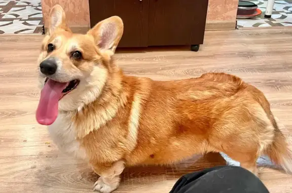 Объявления о пропавших и найденных животных, Воронеж, фото: Найдена собака, Херсонская улица, 21А, Воронеж - красный ошейник