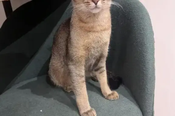 Найдена кошка, Санкт-Петербург, фото: Найдена кошка, улица Подвойского, Санкт-Петербург - молодая абиссинская