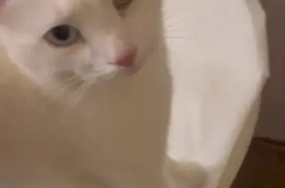 Пропал кот, улица Серова, 470/3, Ставрополь - белый с разноцветными глазами - photo