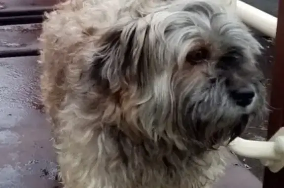 Пропал собака, 26, Старый Оскол - машет передними лапами - photo