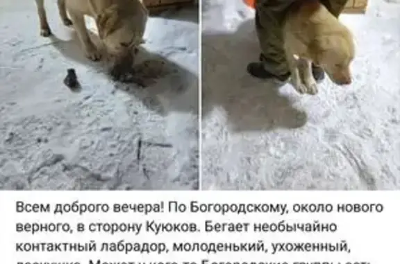 Найдена собака, Казань, фото: Найдена собака, Казань, Татарстан