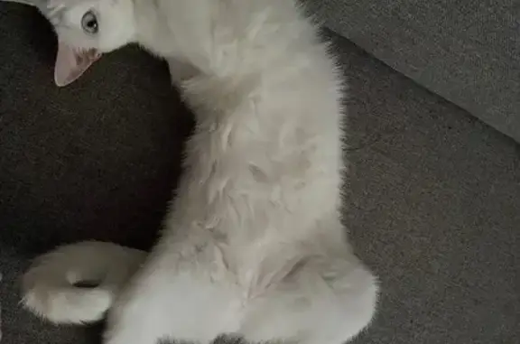 Пропал кот, улица Серова, 470/3, Ставрополь - белый с разноцветными глазами - photo