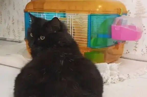 Пропал кот, улица Островского, 8, Анапа - чёрно-коричневый, коренастый - photo