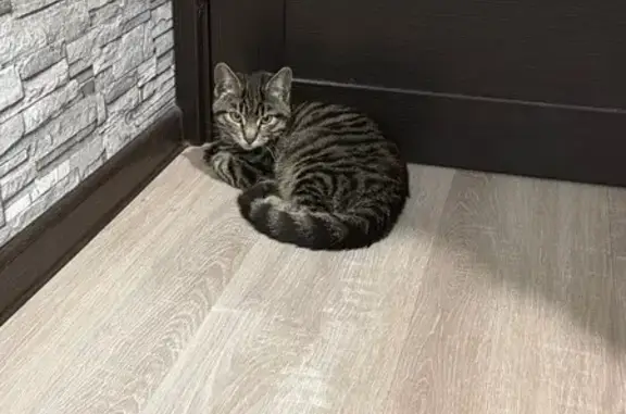 Найдена кошка, Краснодар, фото: Найден кот, улица Симиренко, 37 к1, Краснодар - молодой, очень громко кричал