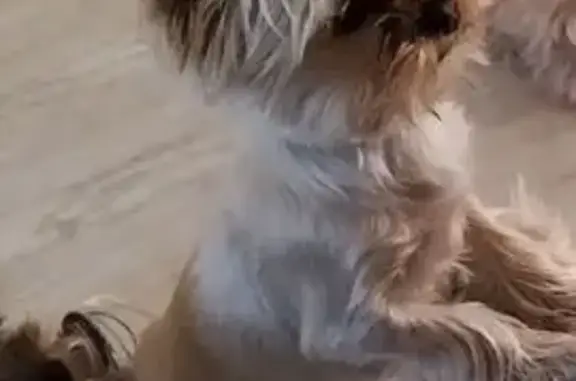 Пропала собака, 10-й Октябрьский проезд, Тула - светлозолотистая с кисточками на ушках - photo