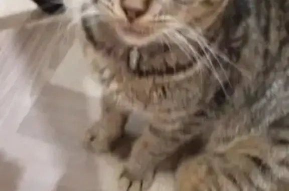 Пропал кот, Детская улица, Первомайское - серый полосатик, пугливый - photo