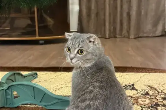 Пропала кошка, проспект Богдана Хмельницкого, 114, Белгород - на ней коричневый ошейник - photo