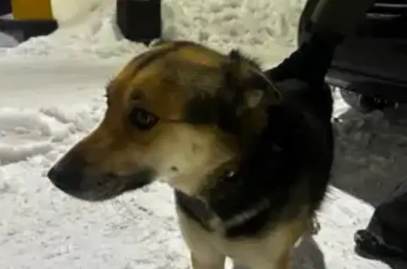 Пропала собака, девочка Джесси, Луговая улица, 22, Казань - photo