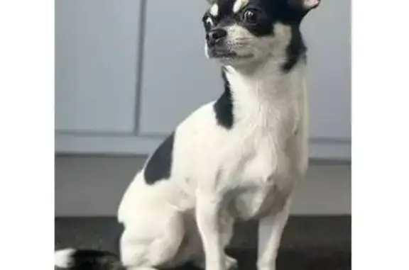 Пропала собака, улица Братьев Касимовых, 28, Казань - чёрно-белая чихуахуа - photo