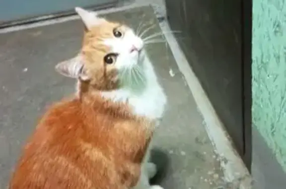 Объявления о пропавших и найденных животных, Тихвин, фото: Найдена кошка, улица Победы, Тихвин - упитанный, ласковый, возможно стерилизованный