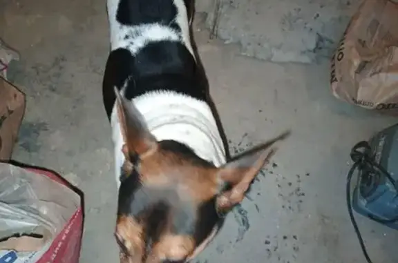 Найдена собака, Красноборское, фото: Найден собака, Никольское шоссе, Красноборское городское поселение - мальчик метис в ошейнике