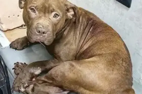 Найденные животные Элиста, фото: Найдена собака, улица Хомутникова, Элиста - добрая, до 2 лет