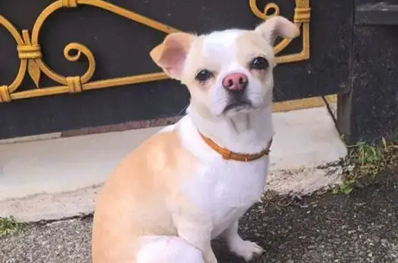 Объявления о пропавших и найденных животных, Михайловск, фото: Найдена собака, улица Завгороднего, 18, Михайловск - светлый щенок чихуахуа