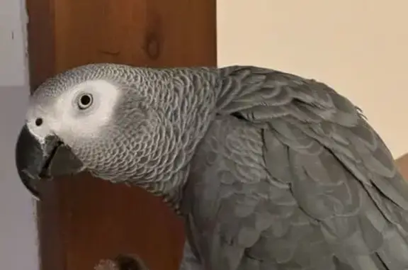 Пропал птица, 6-я Тарховская улица, 7, Сестрорецк - photo