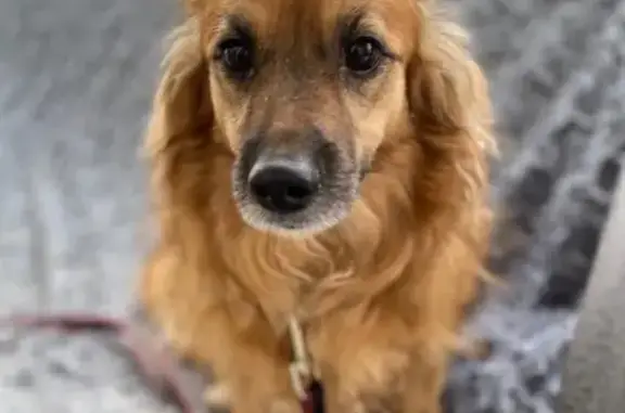 Найденные животные Нижнекамск, фото: Найден собака, Нижнекамск, Татарстан - рыжий, кастрированный, ласковый