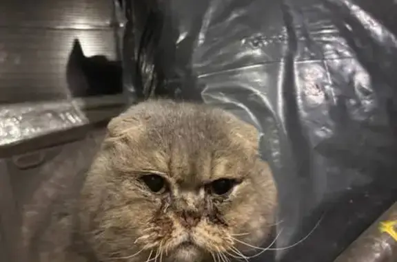 Объявления о пропавших и найденных животных, Голицыно, фото: Найдена кошка, Шараповка, Московская область - вислоухий с зелёным ошейником